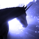 Illustration for article titled Unicorn Lair in North Korea? Surely, the Communist Government Is Kidding, Right?